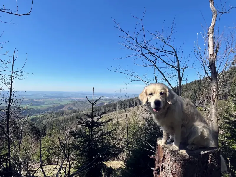 A golden retriever sits on a tree stump on a hill, a view of woods and fields opening behind her