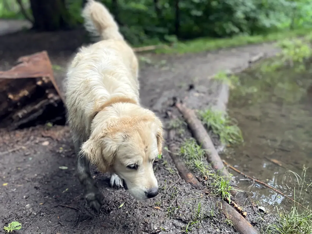 Cățea golden retriever merge pe un drum forestier noroios, pe lângă un trunchi căzut