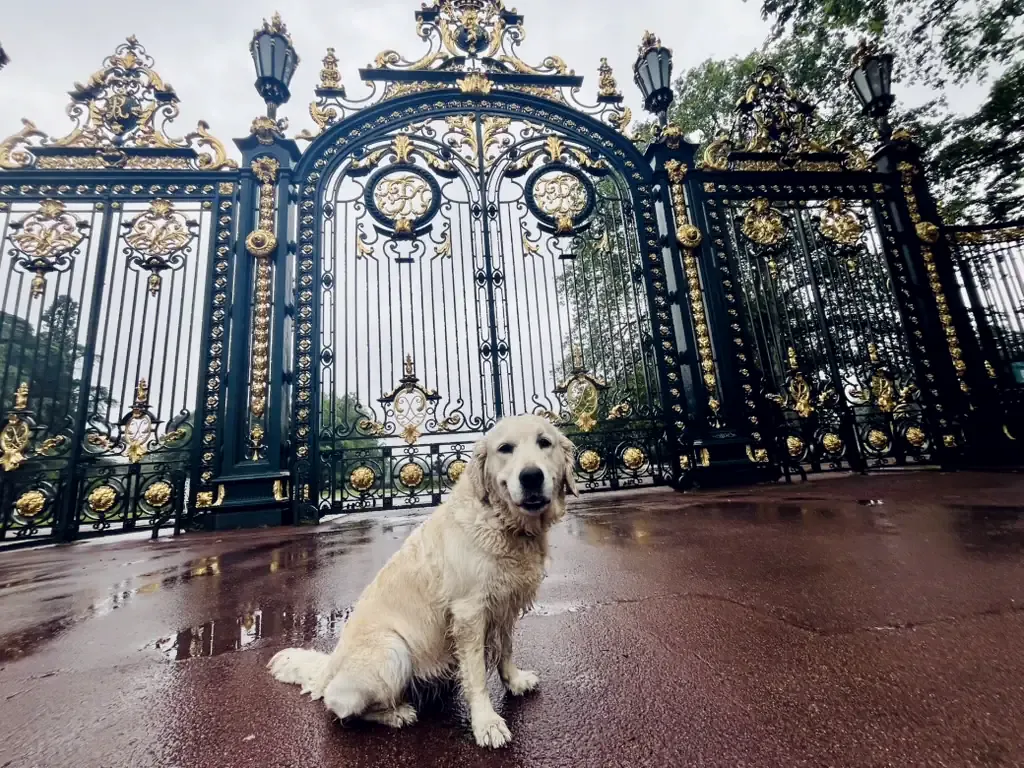 Cățea golden retriever stă singură pe pavajul ud, în fața unei porți ornamentate din fier forjat, în oraș