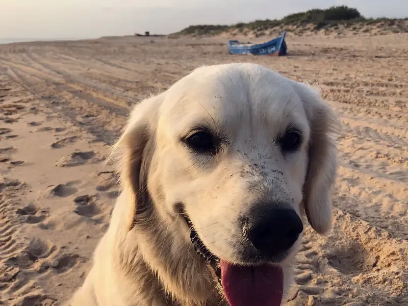 A golden retriever looks closely into the camera on a sandy beach, sand on her muzzle