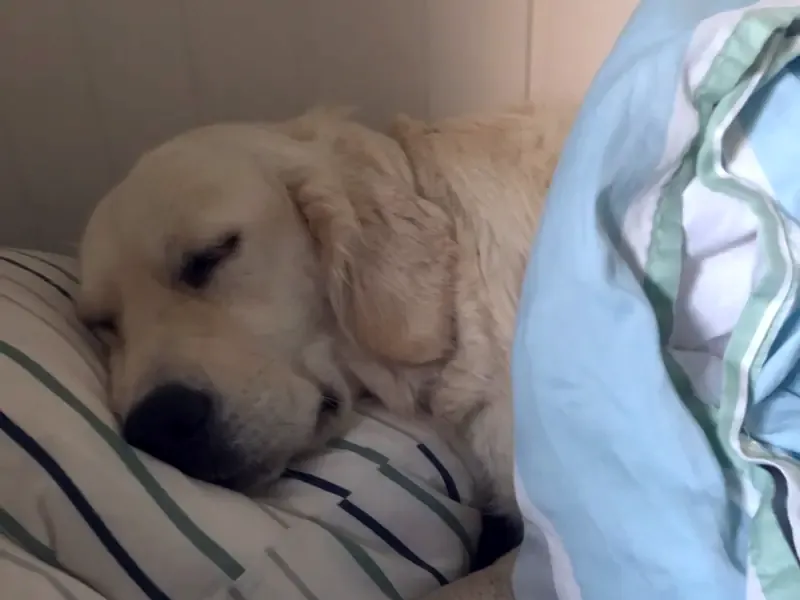 A golden retriever sleeps with her head on a pillow in a bed