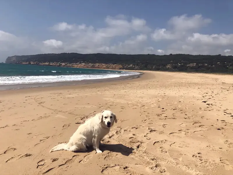 A golden retriever sits alone on a wide sandy beach, a bay and cliffs behind her