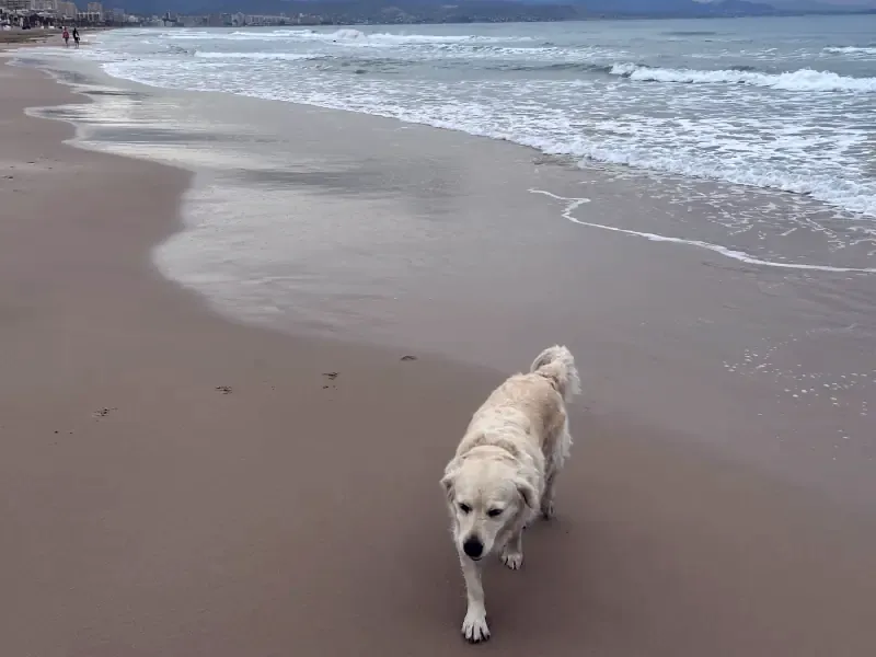 A golden retriever walks alone along an empty beach under an overcast sky