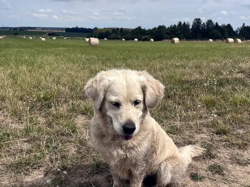 A golden retriever sits alone in a mown field, straw bales and a distant treeline behind her