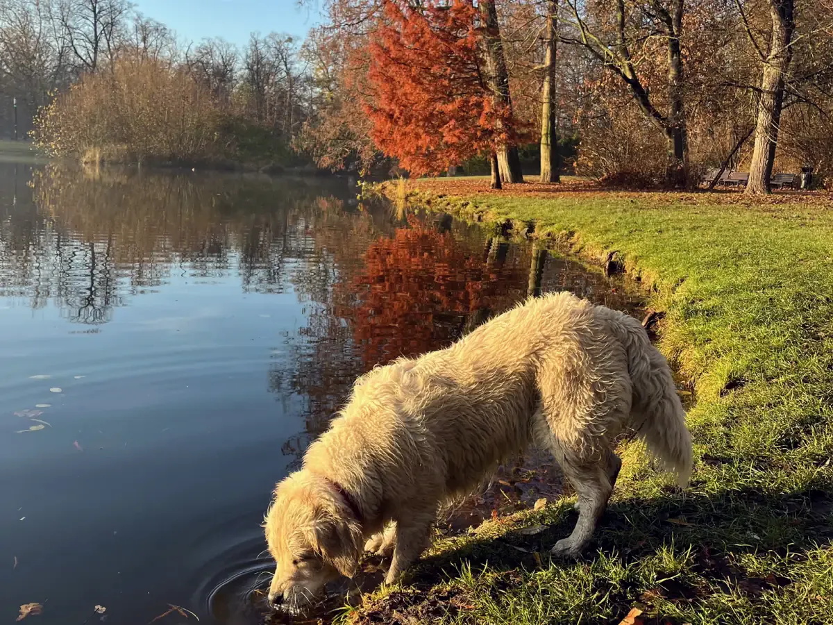 Cadela golden retriever a beber água de um lago no outono, com uma árvore avermelhada na margem oposta