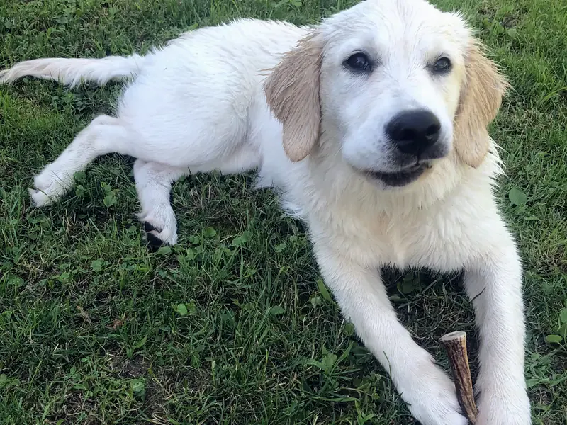 A golden retriever puppy lies in the grass with a stick between its paws and looks into the camera