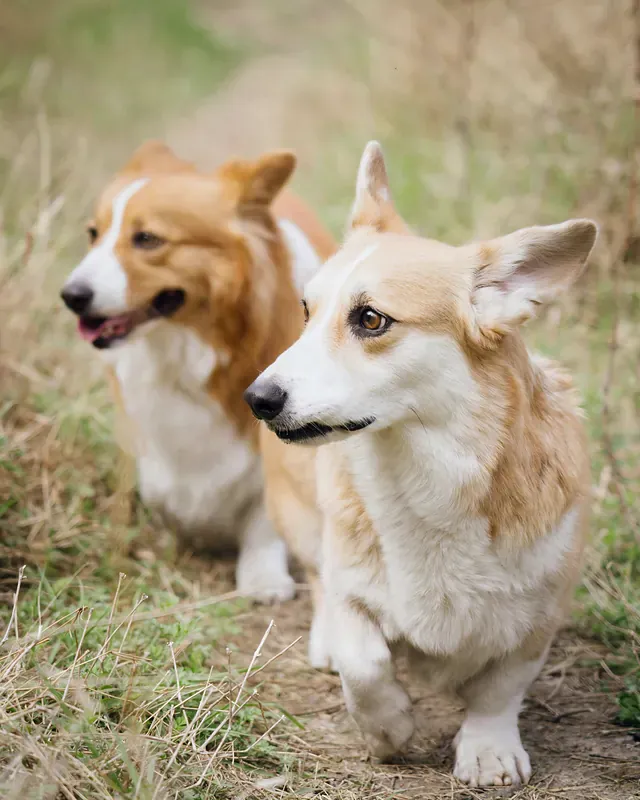 Doi câini corgi merg unul lângă altul pe o potecă