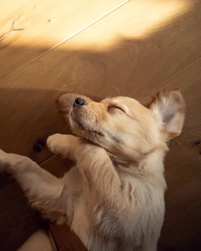 Un pui de golden retriever doarme pe podeaua de lemn, într-o rază de soare
