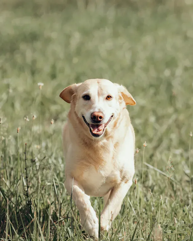 Un labrador aleargă prin iarbă direct spre aparat